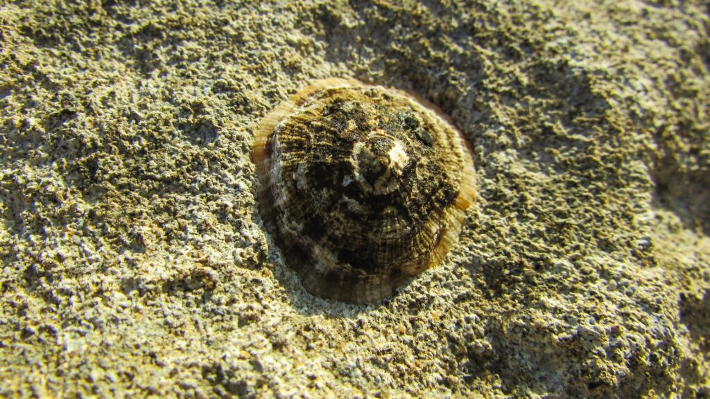 名前に傘がつく生物？ 貝 かたつむり クラゲ 昆虫 鳥 編